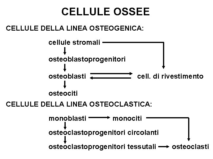 CELLULE OSSEE CELLULE DELLA LINEA OSTEOGENICA: cellule stromali osteoblastoprogenitori osteoblasti cell. di rivestimento osteociti