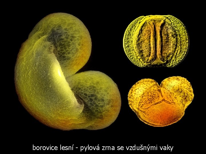 borovice lesní - pylová zrna se vzdušnými vaky 