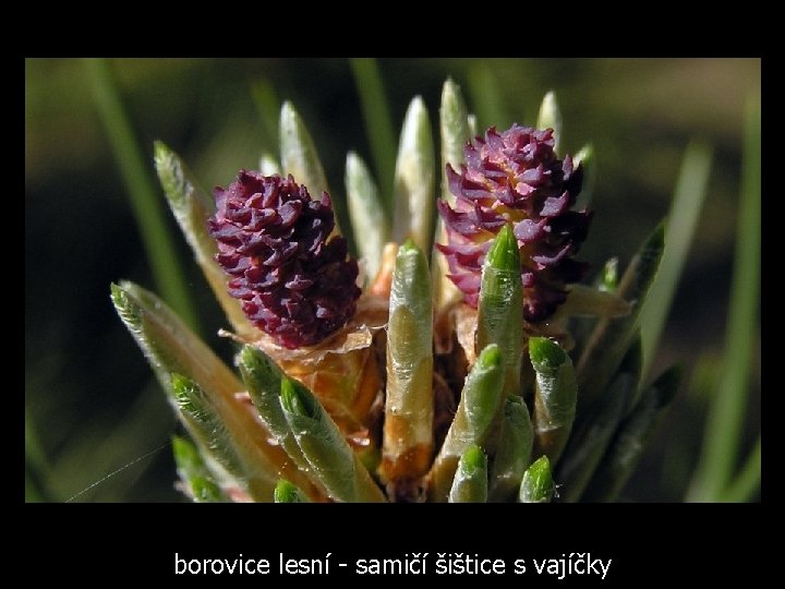 borovice lesní - samičí šištice s vajíčky 