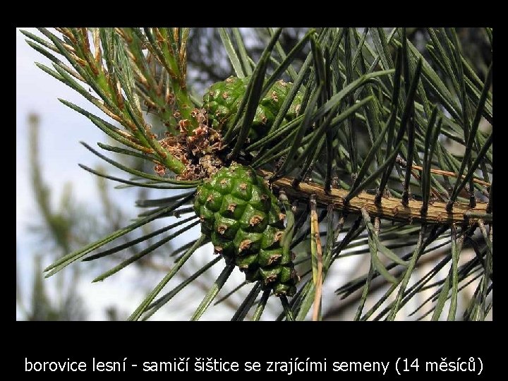 borovice lesní - samičí šištice se zrajícími semeny (14 měsíců) 