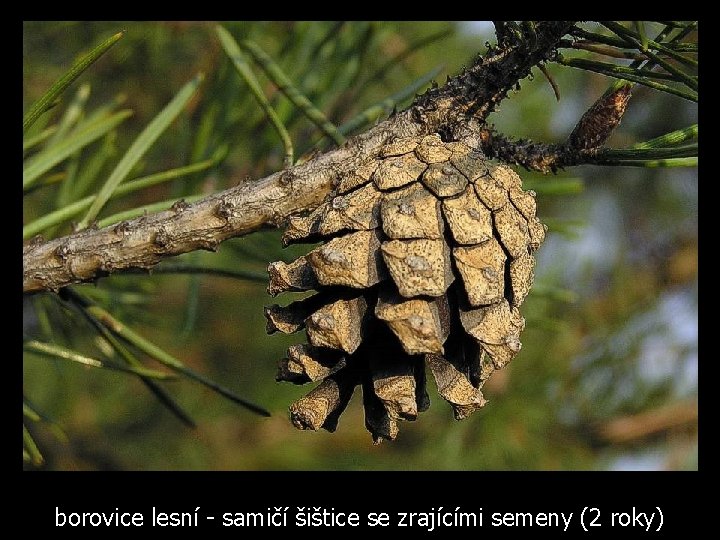 borovice lesní - samičí šištice se zrajícími semeny (2 roky) 