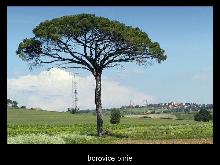 borovice pinie 