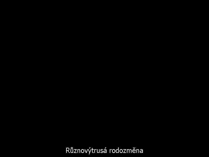 Různovýtrusá rodozměna 