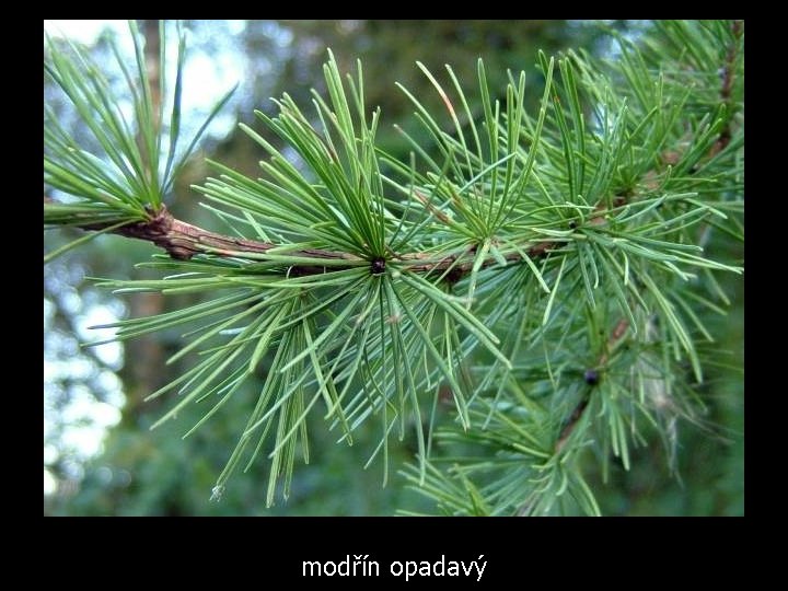 modřín opadavý 