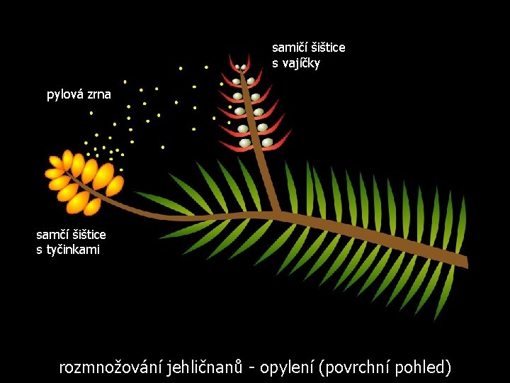 samičí šištice s vajíčky pylová zrna samčí šištice s tyčinkami rozmnožování jehličnanů - opylení