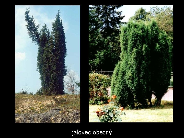 jalovec obecný 