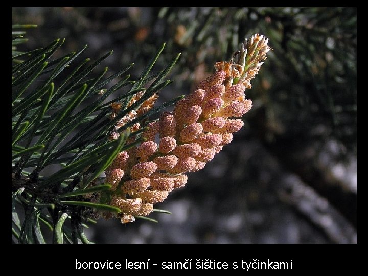 borovice lesní - samčí šištice s tyčinkami 