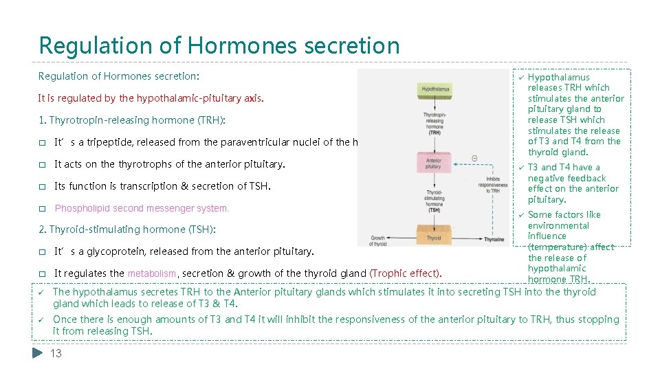 Regulation of Hormones secretion: ü Hypothalamus releases TRH which stimulates the anterior pituitary gland