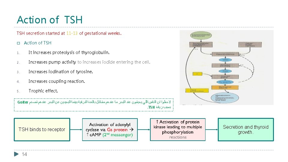 Action of TSH secretion started at 11 -13 of gestational weeks. � Action of