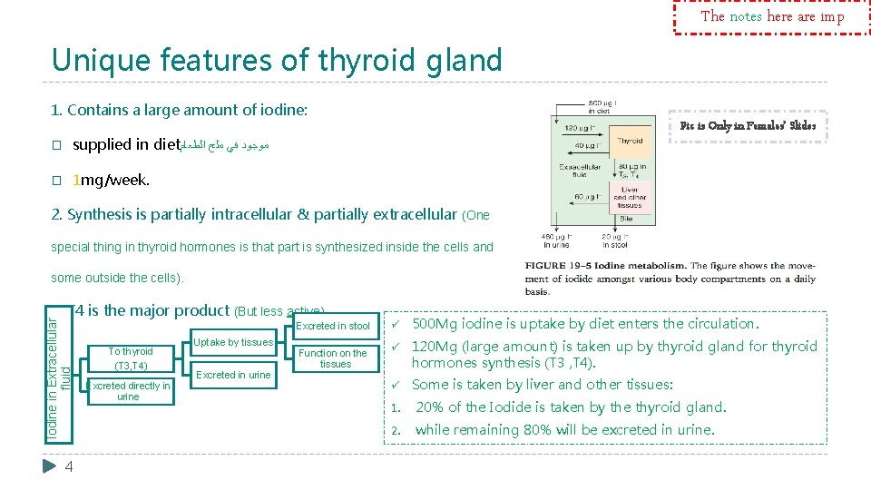 The notes here are imp Unique features of thyroid gland 1. Contains a large