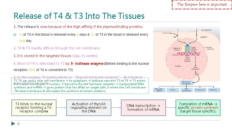 The Enzyme here is important Release of T 4 & T 3 Into The