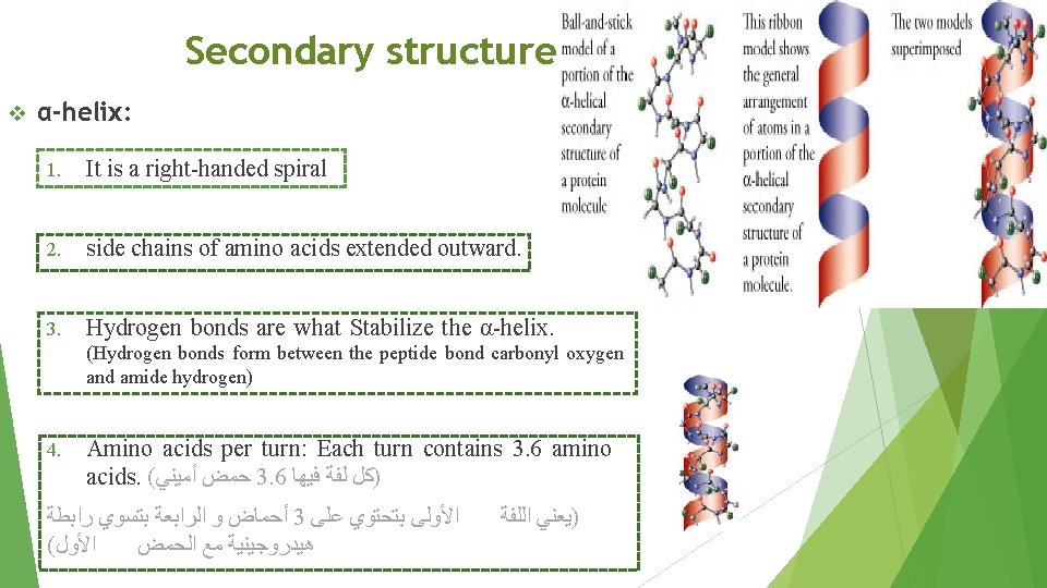 Secondary structure v α-helix: 1. It is a right-handed spiral 2. side chains of