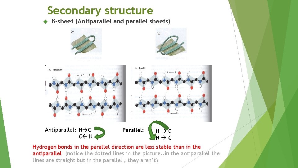 Secondary structure β-sheet (Antiparallel and parallel sheets) Antiparallel: N C C N Parallel: N