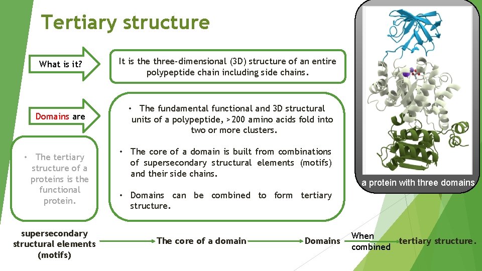 Tertiary structure What is it? Domains are • The tertiary structure of a proteins