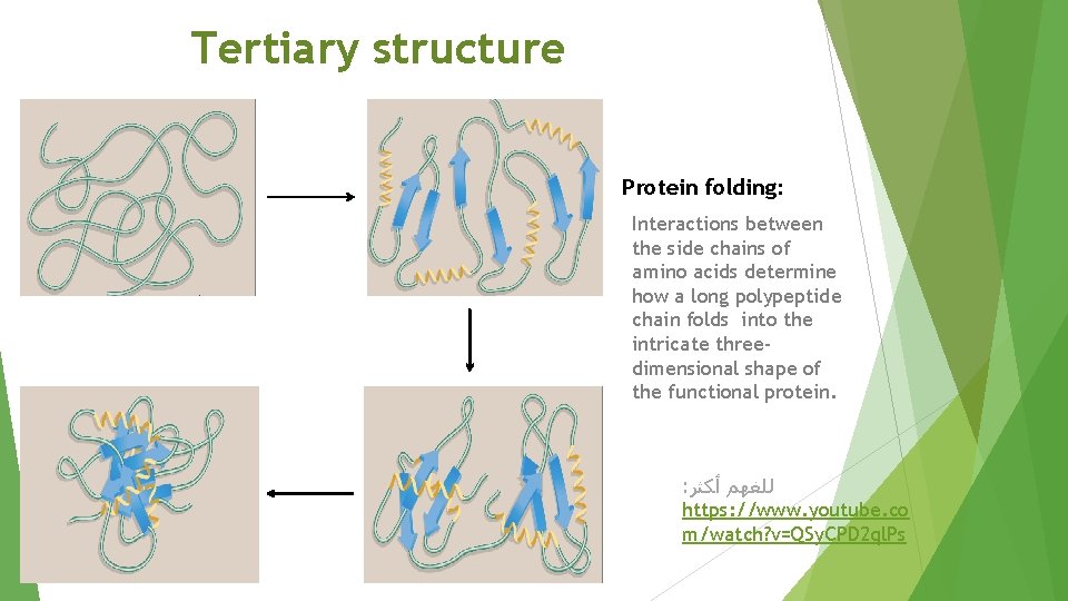 Tertiary structure Protein folding: Interactions between the side chains of amino acids determine how