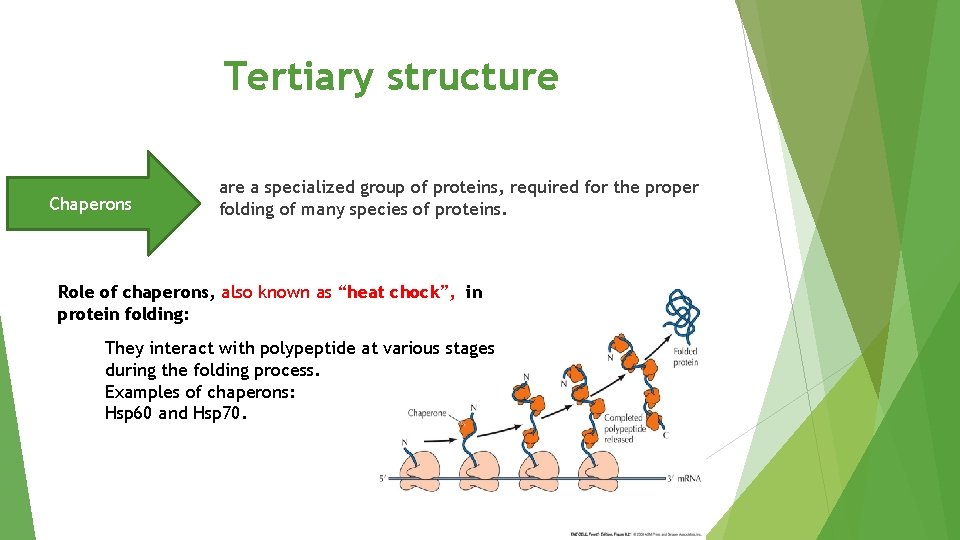 Tertiary structure Chaperons are a specialized group of proteins, required for the proper folding