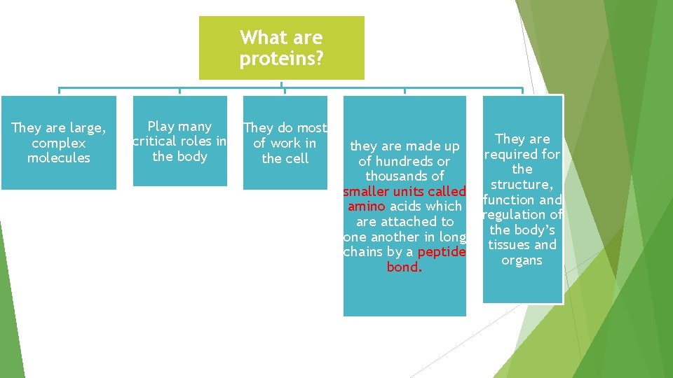 What are proteins? They are large, complex molecules Play many critical roles in the