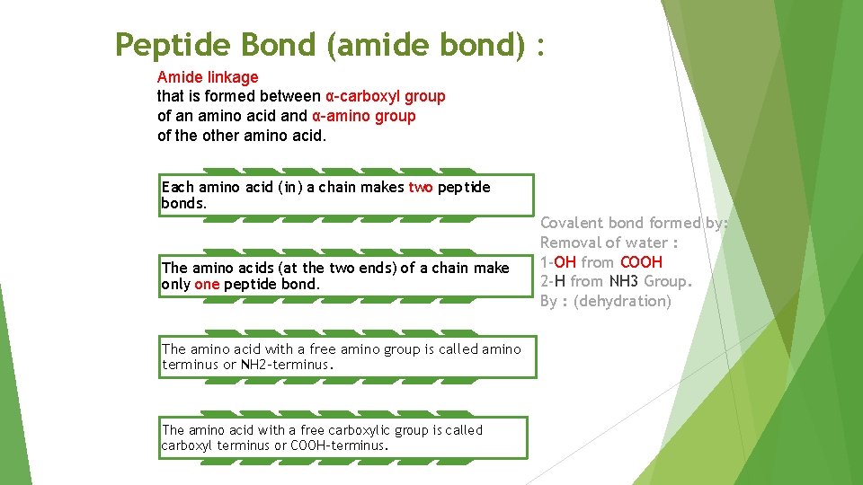 Peptide Bond (amide bond) : Amide linkage that is formed between α-carboxyl group of