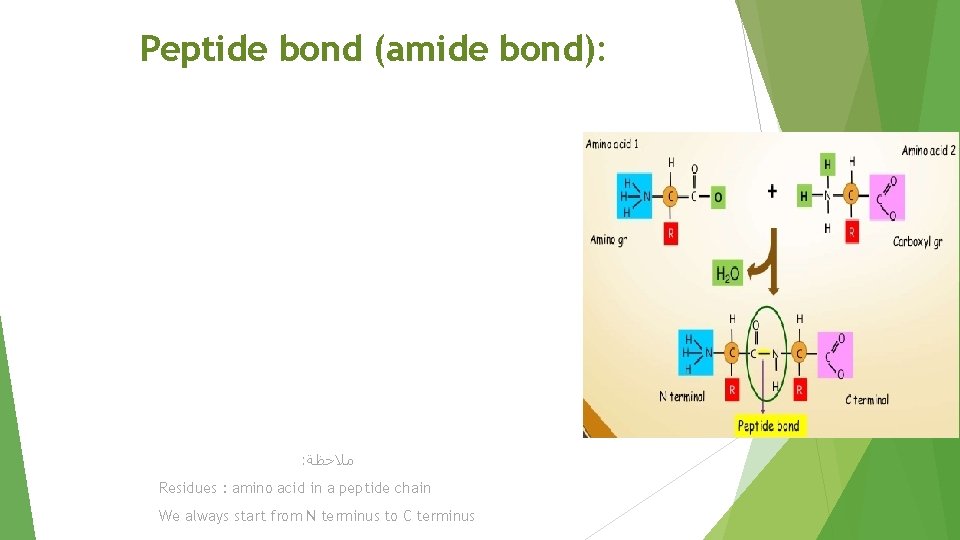 Peptide bond (amide bond): : ﻣﻼﺣﻈﺔ Residues : amino acid in a peptide chain