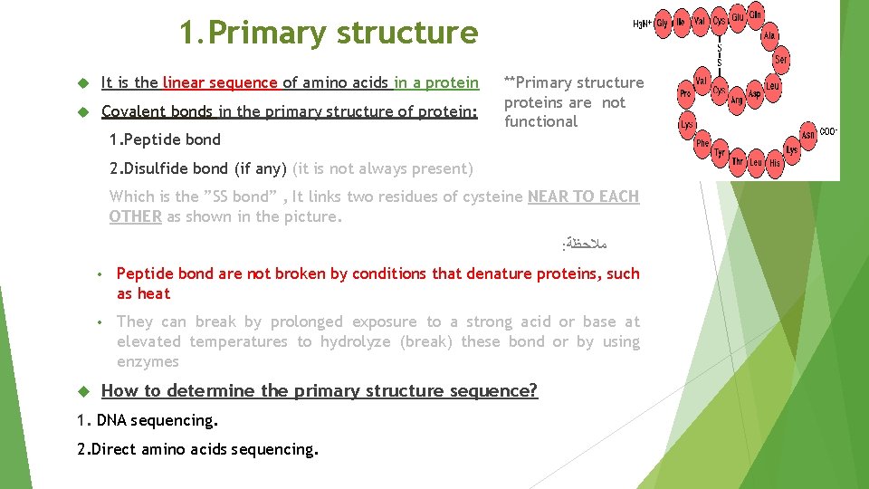 1. Primary structure It is the linear sequence of amino acids in a protein