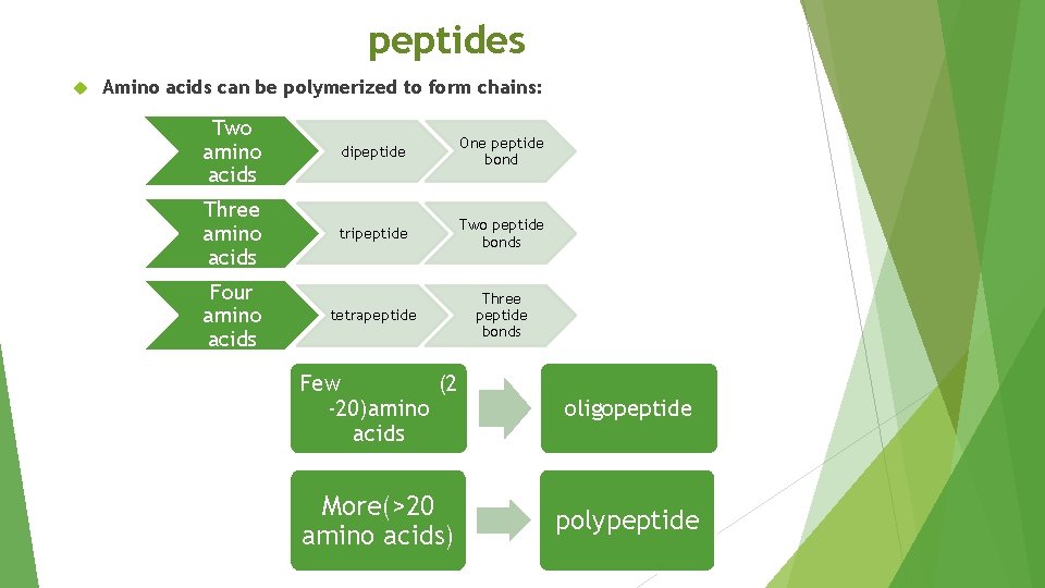 peptides Amino acids can be polymerized to form chains: Two amino acids dipeptide One