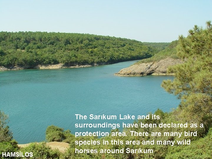 HAMSİLOS The Sarıkum Lake and its surroundings have been declared as a protection area.