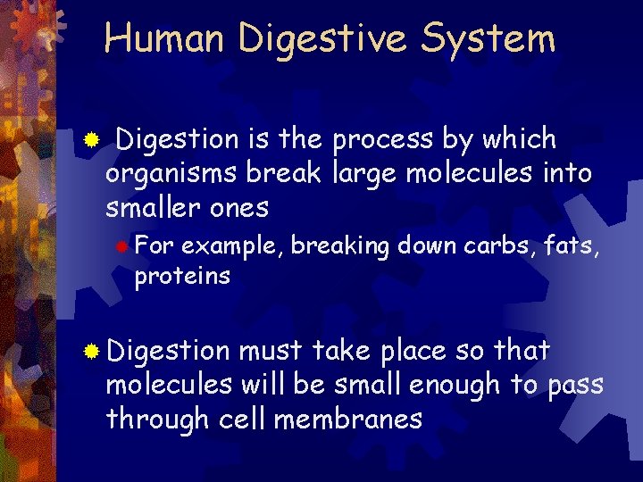 Human Digestive System ® Digestion is the process by which organisms break large molecules