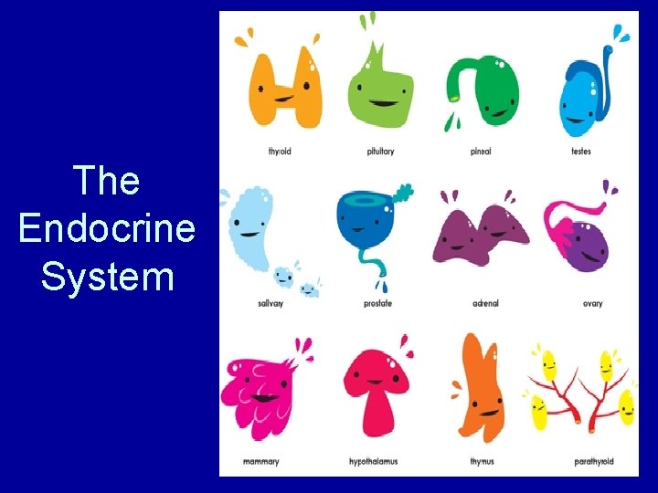 The Endocrine System 