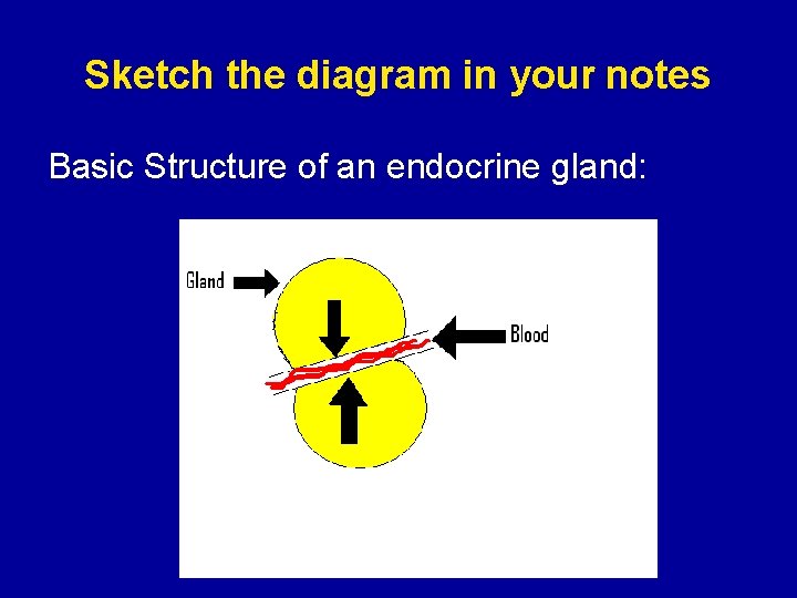 Sketch the diagram in your notes Basic Structure of an endocrine gland: 