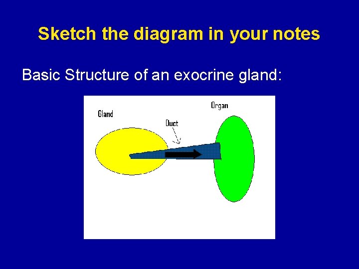 Sketch the diagram in your notes Basic Structure of an exocrine gland: 
