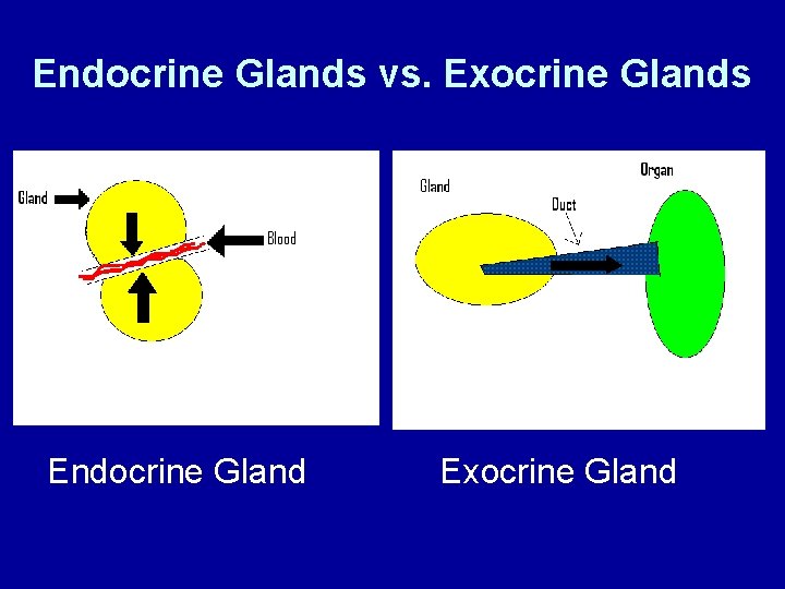 Endocrine Glands vs. Exocrine Glands Endocrine Gland Exocrine Gland 
