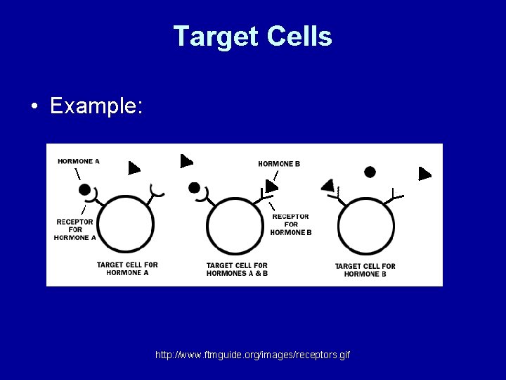 Target Cells • Example: http: //www. ftmguide. org/images/receptors. gif 