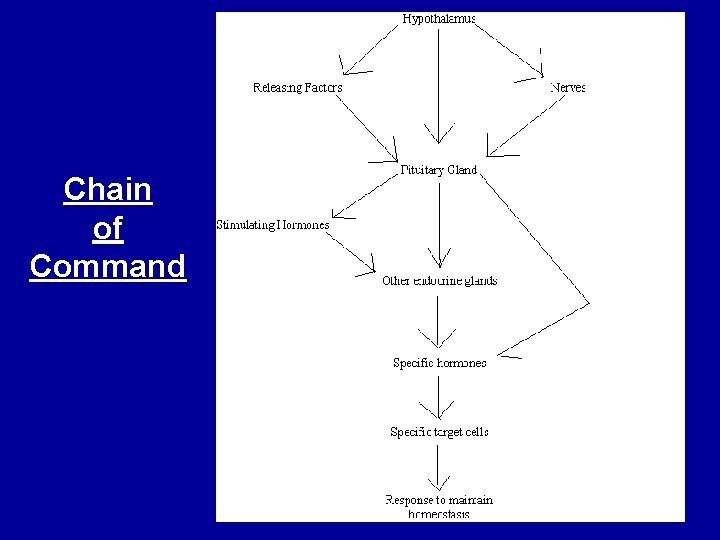 Chain of Command 