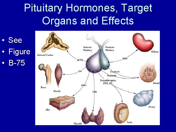Pituitary Hormones, Target Organs and Effects • See • Figure • B-75 
