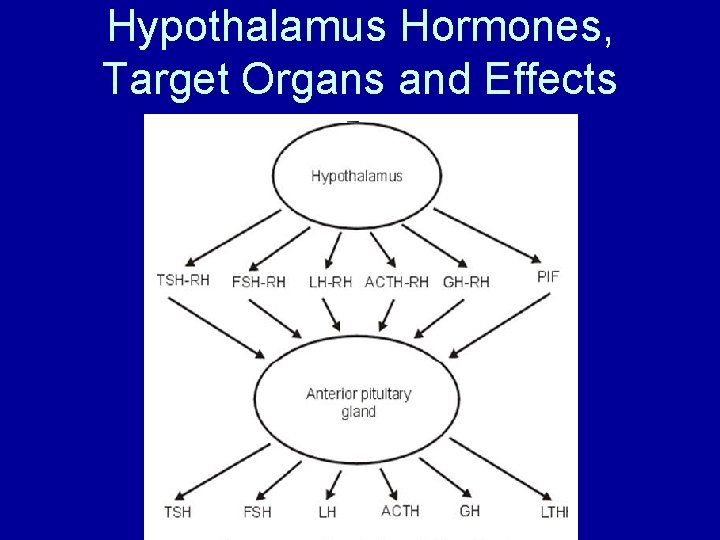Hypothalamus Hormones, Target Organs and Effects 