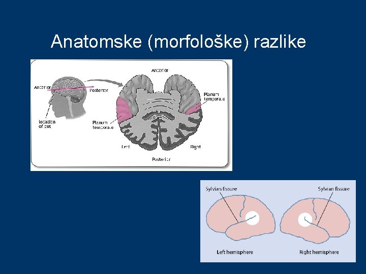 Anatomske (morfološke) razlike 