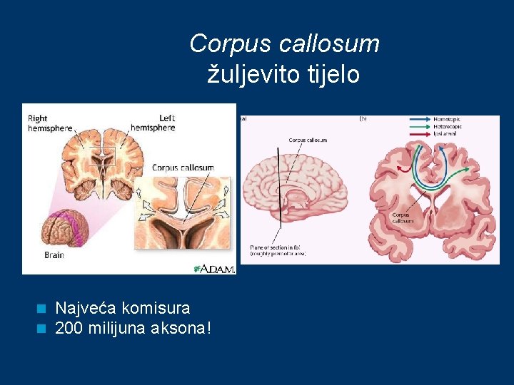 Corpus callosum žuljevito tijelo n n Najveća komisura 200 milijuna aksona! 