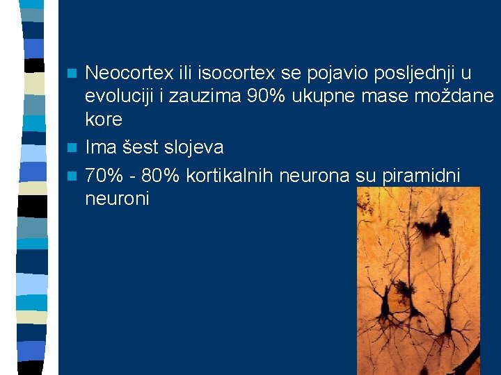 Neocortex ili isocortex se pojavio posljednji u evoluciji i zauzima 90% ukupne mase moždane