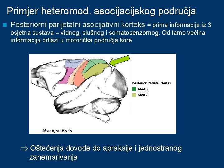 Primjer heteromod. asocijacijskog područja n Posteriorni parijetalni asocijativni korteks = prima informacije iz 3