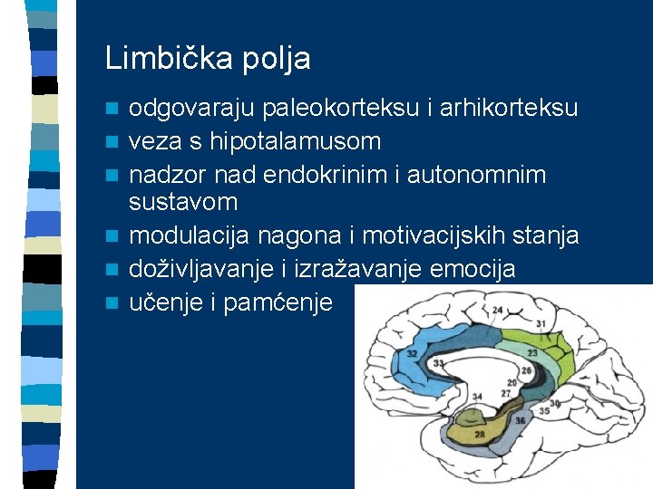 Limbička polja n n n odgovaraju paleokorteksu i arhikorteksu veza s hipotalamusom nadzor nad