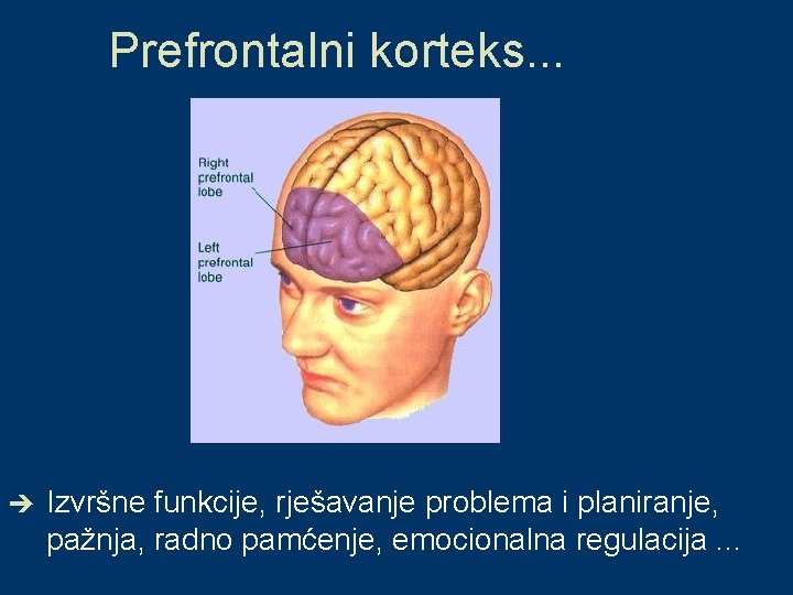 Prefrontalni korteks. . . è Izvršne funkcije, rješavanje problema i planiranje, pažnja, radno pamćenje,