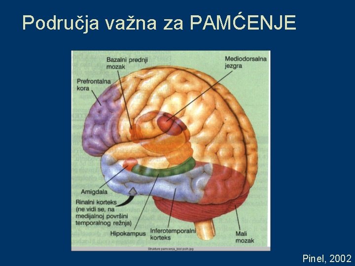 Područja važna za PAMĆENJE Pinel, 2002 