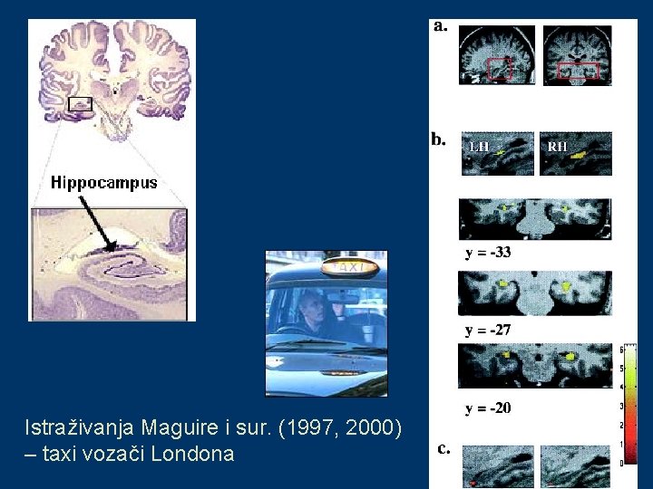 Istraživanja Maguire i sur. (1997, 2000) – taxi vozači Londona 