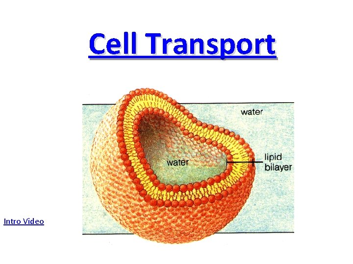 Cell Transport Intro Video 