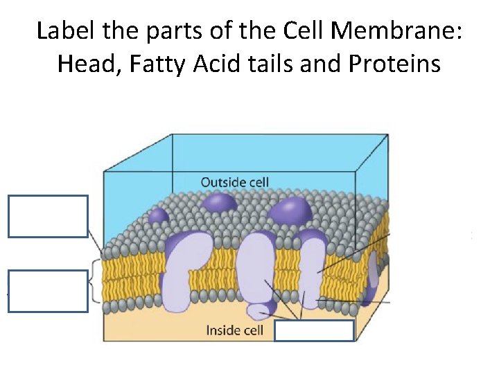 Label the parts of the Cell Membrane: Head, Fatty Acid tails and Proteins 