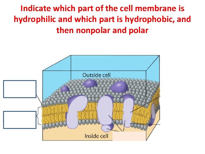 Indicate which part of the cell membrane is hydrophilic and which part is hydrophobic,