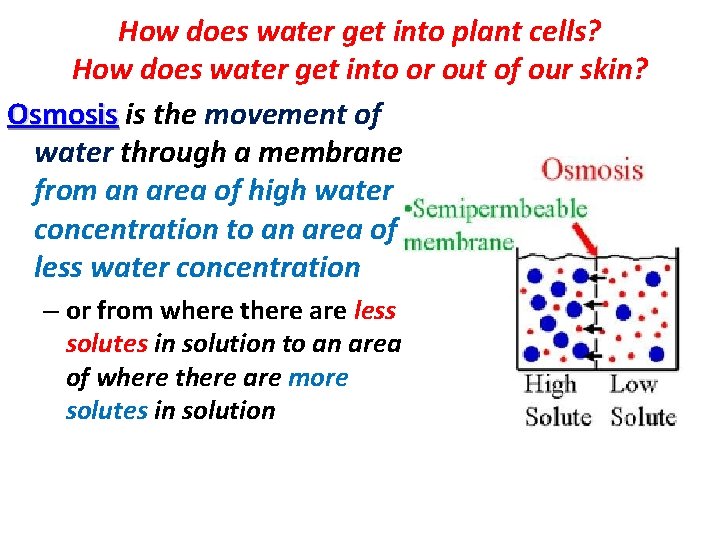 How does water get into plant cells? How does water get into or out