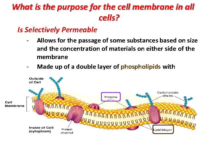What is the purpose for the cell membrane in all cells? Is Selectively Permeable