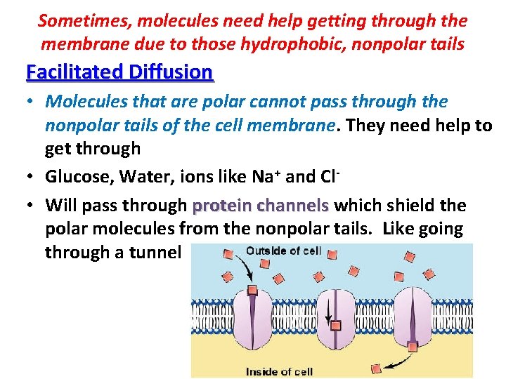 Sometimes, molecules need help getting through the membrane due to those hydrophobic, nonpolar tails