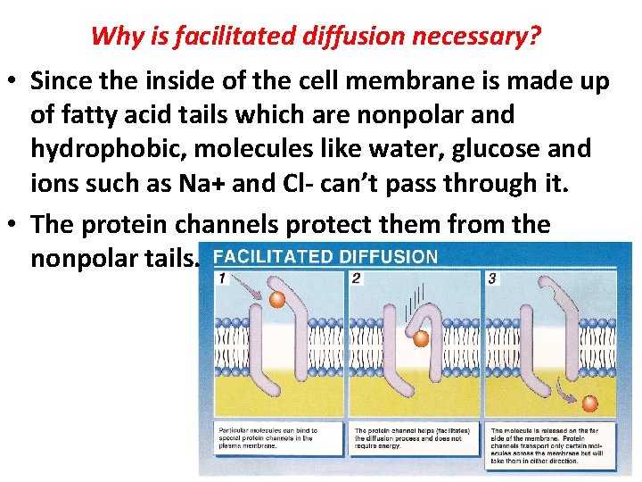 Why is facilitated diffusion necessary? • Since the inside of the cell membrane is